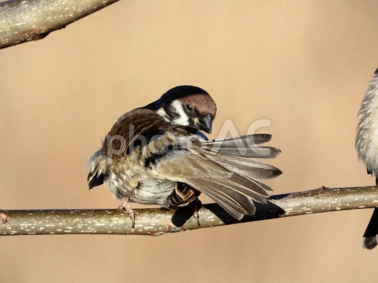 毛繕いをするスズメ 鳥,野鳥,スズメの写真素材
