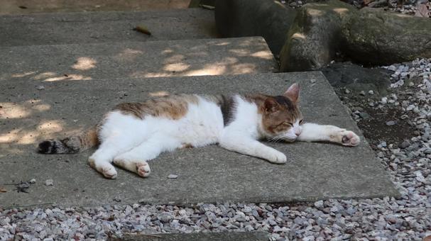 ねこ ねこの写真