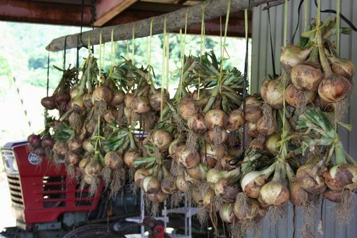 Photo, onion, farmhouse, outdoors, 