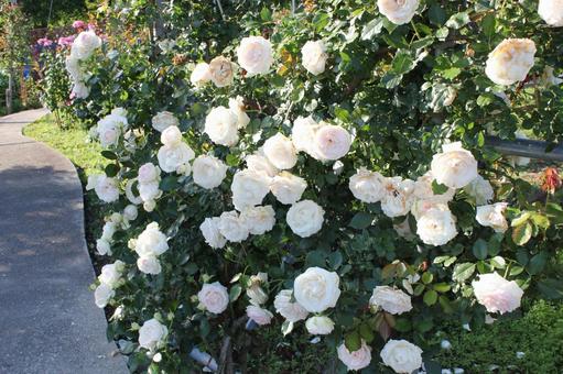 ばら285 ばら285 バラ,rose,初夏の写真素材