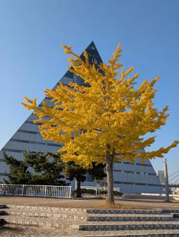 秋の朝のイチョウの木3 秋,紅葉,イチョウの写真素材