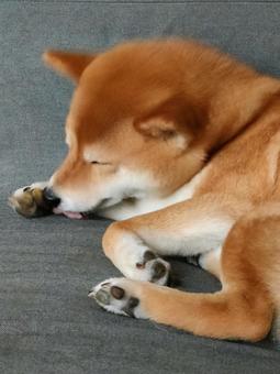 お手入れ中の柴犬です! お手入れ中の柴犬です! 犬,柴犬,シバの写真素材