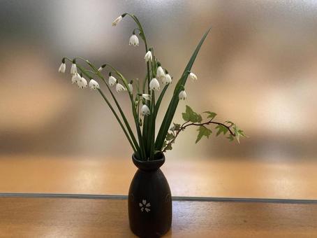 Photo, snowflake, vanilla daffodil, narcissus, 