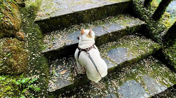 自然公園を歩くフレブル 自然公園を歩くフレブル フレンチブルドッグ,犬,公園の写真素材