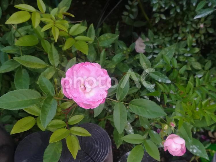 薔薇　バラ　花　野花　外　ピンク 薔薇,バラ,花の写真素材