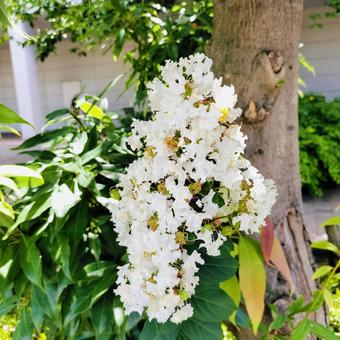サルスベリの花 サルスベリの花の写真