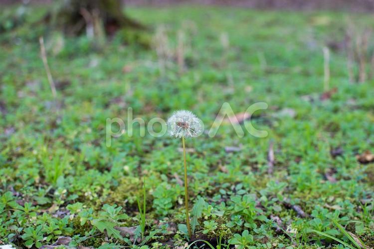 1本だけそびえるタンポポの綿毛 そびえる,たんぽぽ,ほうきの写真素材