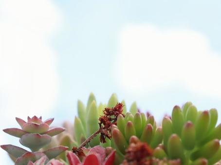 青空に映える多肉植物 青空に映える多肉植物の写真