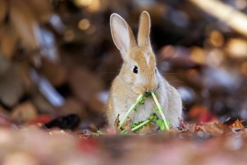 The rabbits of Okunoshima, JPG The rabbits of Okunoshima, JPG