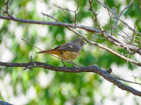 木の枝に留まるジョウビタキのメス ジョウビタキ,野鳥,動物の写真素材