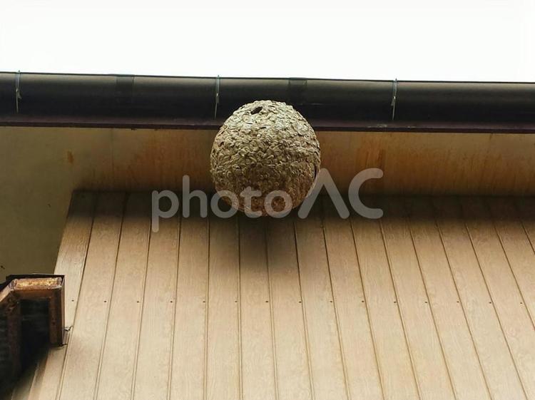 家の軒下のスズメバチの巣 スズメバチ,巣,危険の写真素材