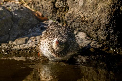 水辺のコガモ 水辺のコガモの写真