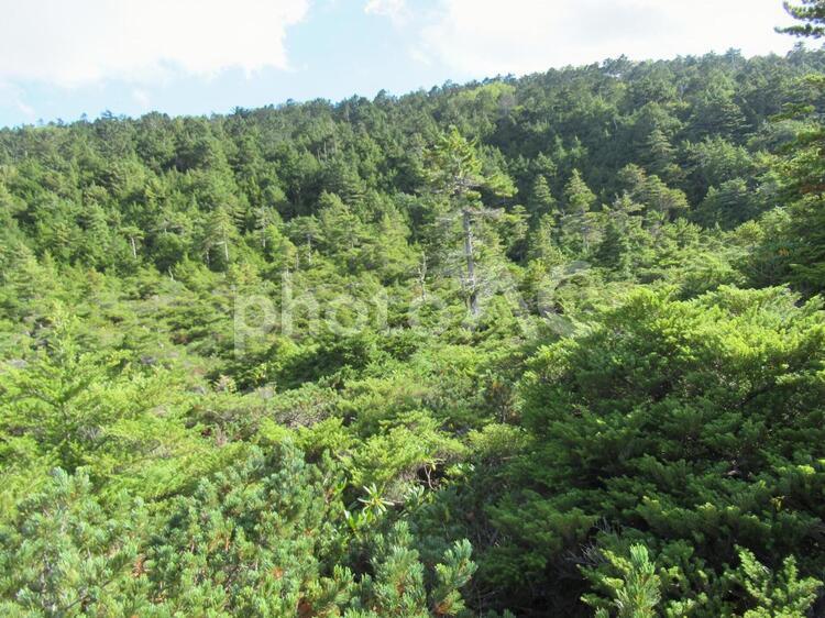 白駒の奥庭の新緑の森 白駒の奥庭,新緑,森の写真素材