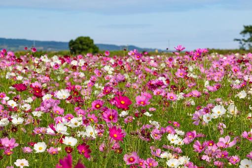 自然干陸地フラワーゾーンのコスモス 自然干陸地フラワーゾーンのコスモス コスモス,秋桜,コスモス園の写真素材