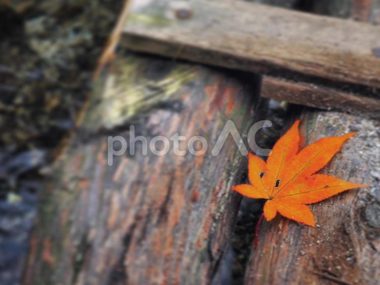 1枚の紅葉 ぼかし,公園,季節の写真素材