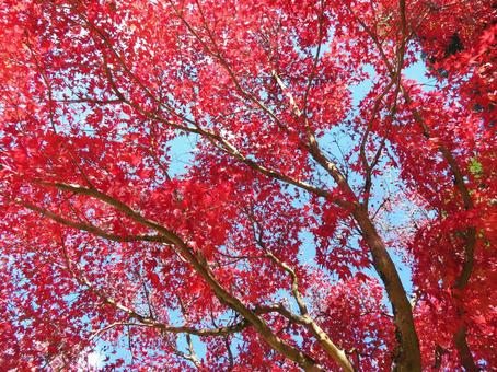 鮮やかな紅葉 鮮やかな紅葉の写真