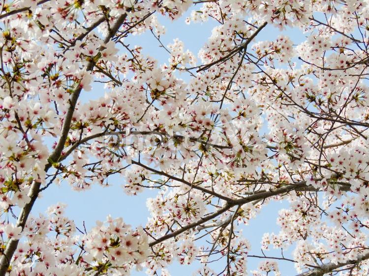 春イメージ〜満開の桜 桜,サクラ,さくらの写真素材