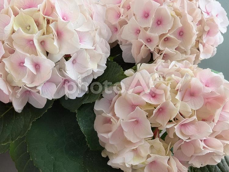 淡いピンクのあじさい あじさい,紫陽花,アジサイの写真素材