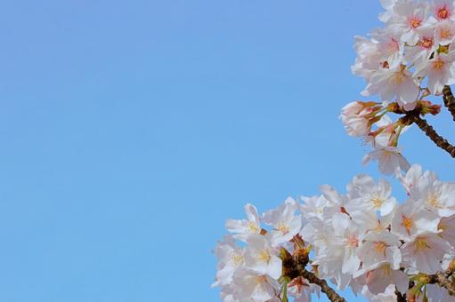 青空背景と美しく咲く桜の花 桜,サクラ,さくらの写真素材