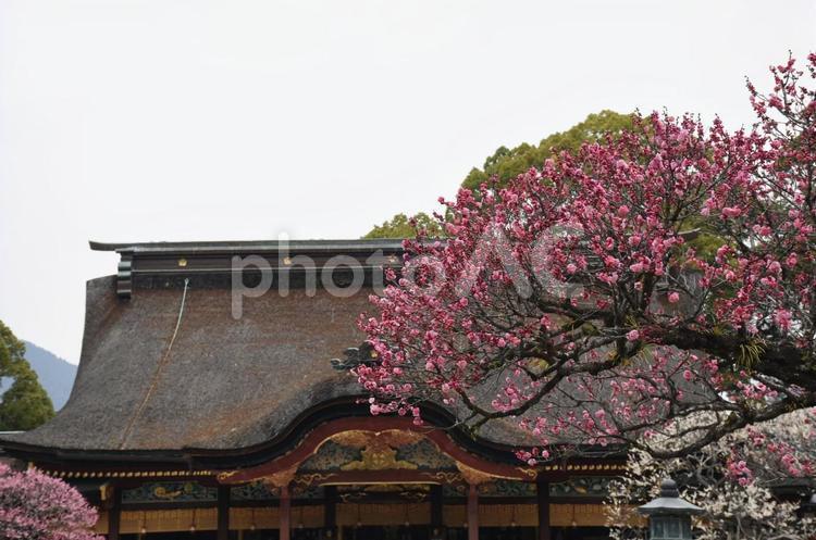 太宰府天満宮と梅 梅の花,太宰府天満宮,参拝の写真素材