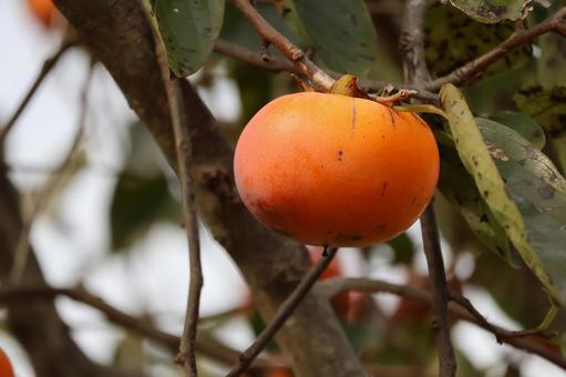 オレンジ色の枝の先になっている柿の実の写真