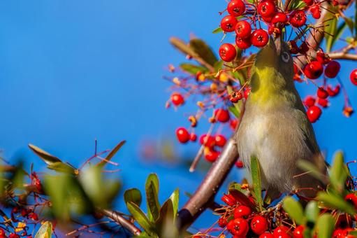 Pyracantha and Japanese white-eye copy space, JPG Pyracantha and Japanese white-eye copy space, JPG