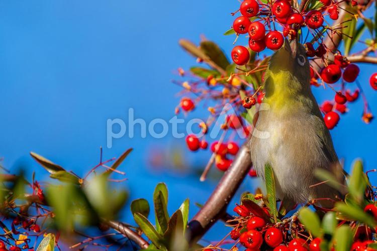 ピラカンサとメジロ・コピースペース メジロ,野鳥,鳥の写真素材
