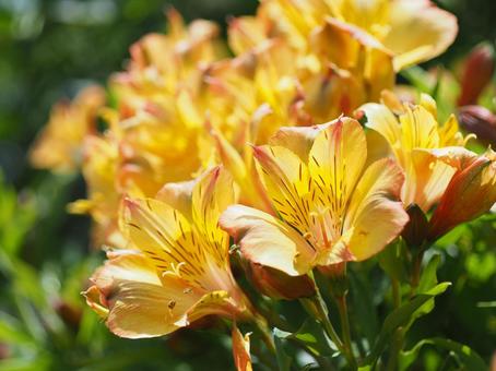 Photo, astromeria, closeup, gardening, 