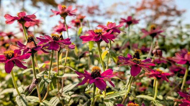 紫ピンクの花たち 紫,ピンク,花の写真素材