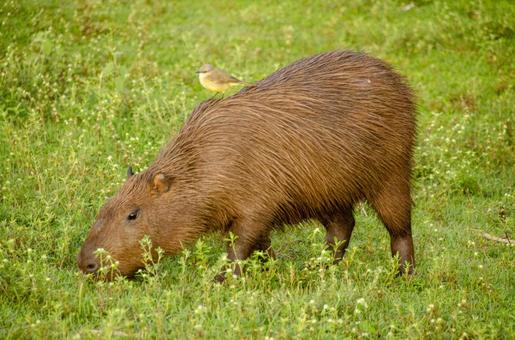 Photo, capybara, brazil, yellow bird, 
