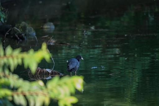 公園の池に佇むオオバン 公園の池に佇むオオバンの写真