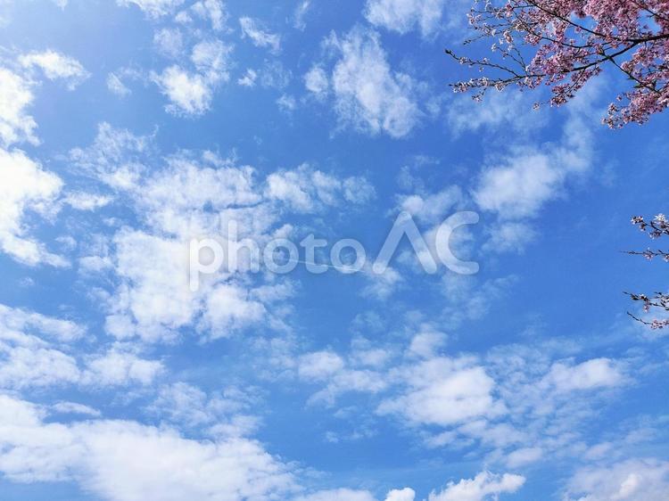 サクラと空と偶然の飛行機 サクラ,空,自然の写真素材