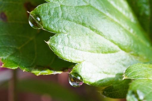 苺苗の葉水（マクロ撮影）10 苺,イチゴ,苺苗の写真素材