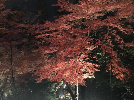 もみじ もみじ もみじ,紅葉,ライトアップの写真素材