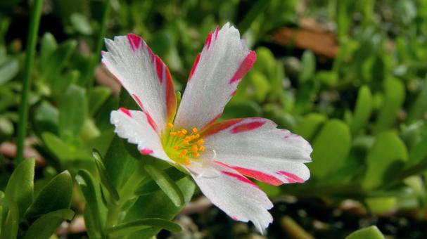ハナスベリヒユの花_13 ハナスベリヒユの花_13 ポーチュラカ,ハナスベリヒユ,花の写真素材