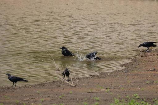 カラス カラスの写真