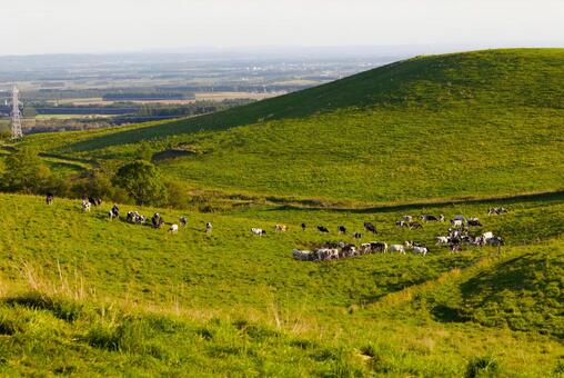 ナイタイ高原に放牧される牛 ナイタイ高原,上士幌,北海道の写真素材