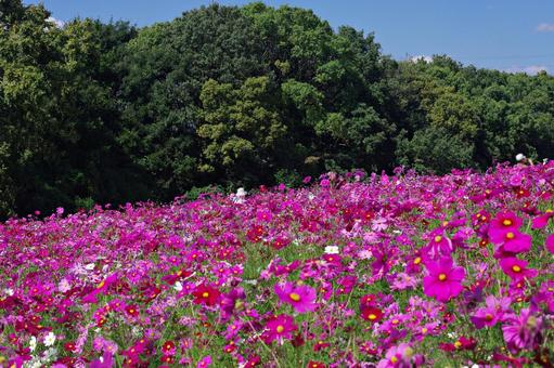 コスモス満開 コスモス満開 コスモス,秋桜,満開の写真素材