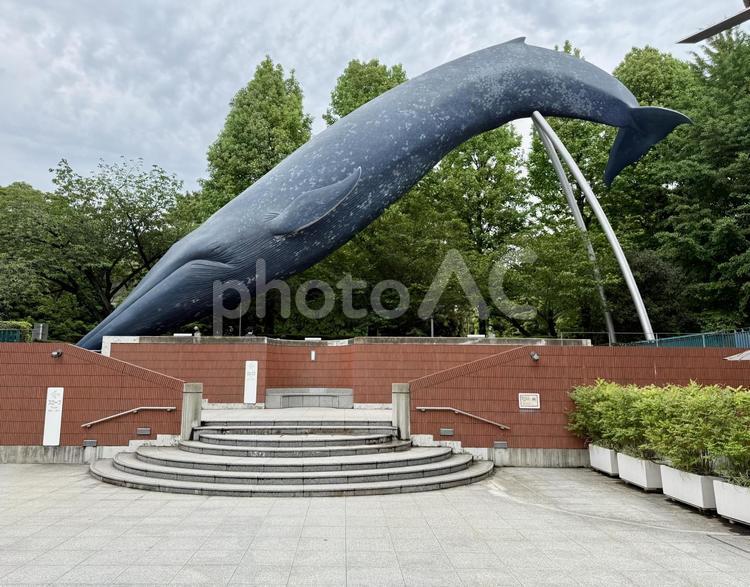 上野　国立科学博物館マッコウクジラの像 マッコウクジラ,国立科学博物館,ミュージアムの写真素材