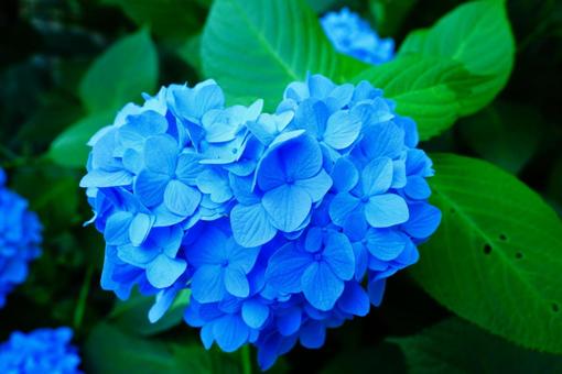 Hydrangea, JPG Hydrangea, JPG
