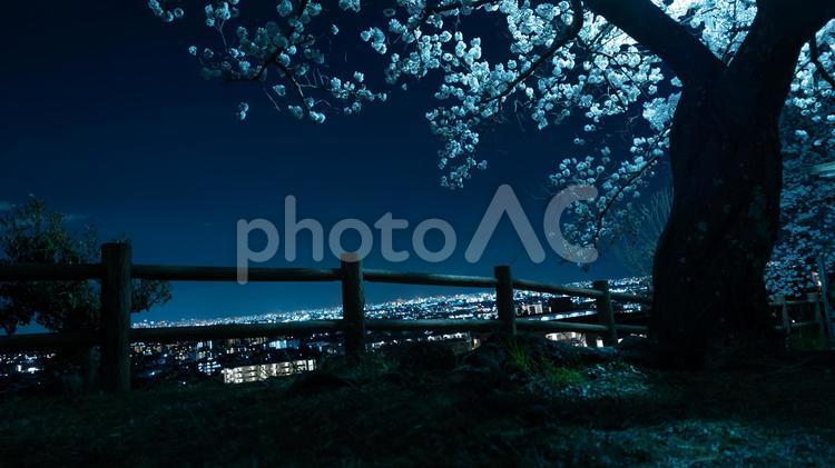 桜の灯りが照らす夜の街 夜桜,夜景,花びらの写真素材