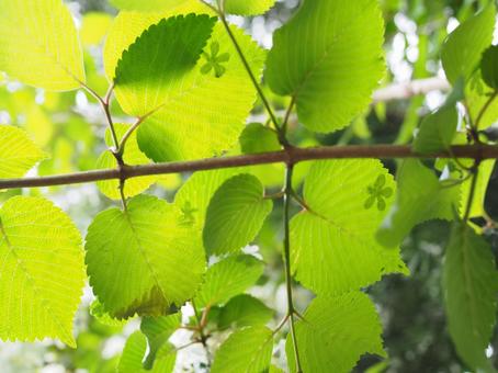 Photo, fresh green, green, flowers, 