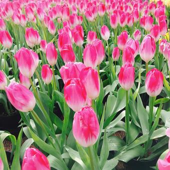 ピンクのチューリップ チューリップ,ピンク,チューリップ祭りの写真素材