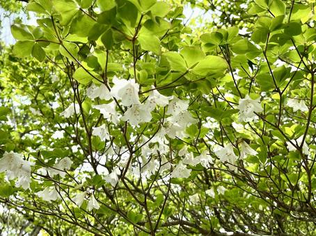 シロヤシオの花 横 シロヤシオの花 横 シロヤシオ,花,木の写真素材