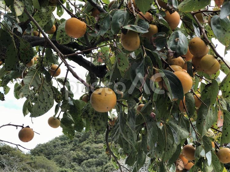 柿の木 果物,柿,カキの写真素材