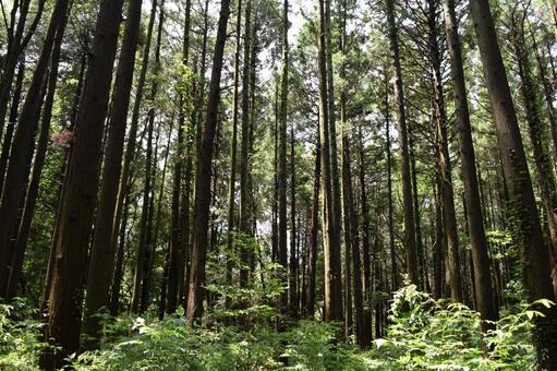 スギの木 針葉樹林 スギの木,杉,スギ林の写真素材