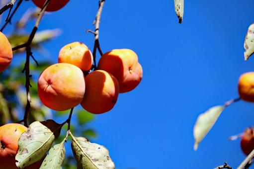 カキの実 カキ,柿,秋の写真素材