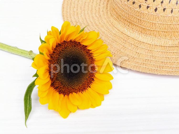 ヒマワリと麦わら帽子 ひまわり,麦わら帽子,夏の写真素材