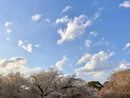 春の夕空　満開の桜 夕空,春,桜の写真素材