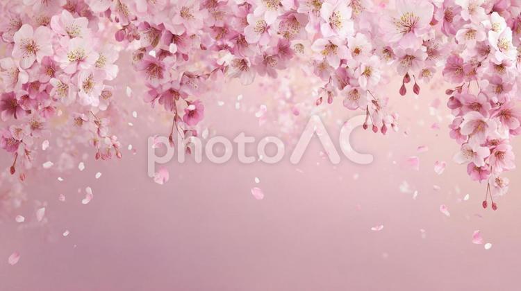 舞い散る桜と春の空気 桜,花,春の写真素材